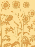 Chrysanthemum  no 19