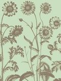 Chrysanthemum  no 11