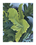 Green Oak Leaves  c1923