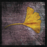 Ginkgo IV