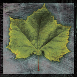 Sycamore