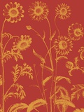 Chrysanthemum  no 16
