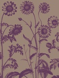 Chrysanthemum  no 14