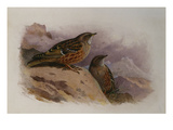 An Alpine Accentor