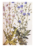Chicory; Cichorium Intybus from 'Camerarius Florilegium'