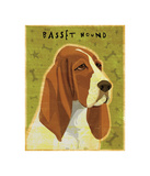 Basset Hound