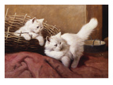 White Persian Kittens with a Bee
