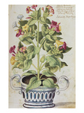 Marvel of Peru  Mirabilis Jalapa  in a Blue and White Pot from 'Camerarius Florilegium'