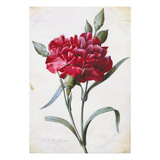 A Dark Red Carnation