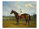 The Racehorse  'Northeast' with Jockey Up
