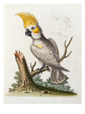 Lefser Cockatoo from  'A Natural History of Uncommon Birds  and of Some Other Rare and…