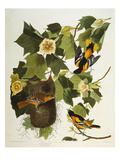 Baltimore Oriole Northern Oriole (Icterus Galula)  from 'The Birds of America'