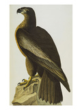 The Bird of Washington Bald Eagle (Haliaeetus Leucocephalus)  Plate XI  from 'The Birds of America'