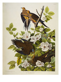 Carolina Turtledove Mourning Dove  (Zenaida Macroura)  Plate Xvii  from 'The Birds of America'