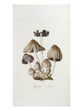 Fungi Agaricus Ovalus  from 'Flora Londinesis'