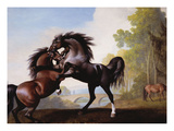 Stallions Fighting