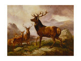 A Proud Stag