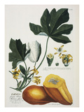 Papaya; Carica Papaya