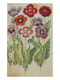 Poppies  Fringed Red and Mauve from 'Camerarius Florilegium'