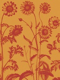 Chrysanthemum  no 15