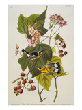 Black & Yellow Magnolia Warbler (Dendroica Magnolia)  Plate CXXIII  from 'The Birds of America'