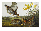 Pinnated Grouse Greater Prairie Chicken (Tympanuchus Cupido)  from 'The Birds of America'