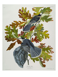 Canada Jay (Corvus Canadensis)  Plate Cvii  from 'The Birds of America'