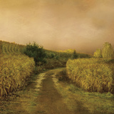 Sunset Cornfield