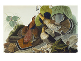 Ruffed Grouse (Tetrao Umbellus)  Plate Xli  from 'The Birds of America'