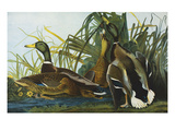 Mallard Duck from 'The Birds of America'