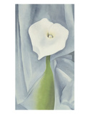 Calla Lily on Grey  c1928