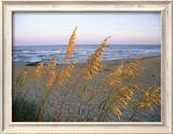 Beach Scene with Sea Oats