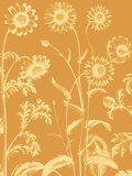 Chrysanthemum  no 20