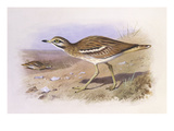 A Stone Curlew