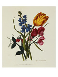 Sweet Pea and Tulip  Sketches of Flowers from Nature