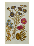 The Vegetable System: Aster