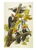 Pileated Woodpecker (Dryocopus Pileatus)  Plate Cxi  from 'The Birds of America'