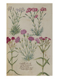Pinks from 'Camerarius Florilegium'