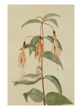 A Fairy Resting on the Leaf of a Fuchsia