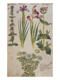 Syrian Sage  an Iris  a Gladiolus and Red Valerian Above a Double- Flowered  Nigella from…