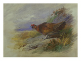 Red Grouse