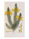 Erica Grandiflora  from Coloured Engravings of Heaths