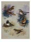 Thrushes