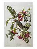 Gray Tyrant Gray Kingbird (Tyrannus Dominicensis)  from 'The Birds of America'