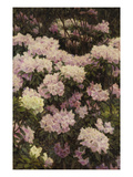 Rhododendrons