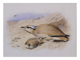 A Cream-Coloured Courser