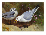 Kittywake Gulls