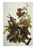 Ferruginous Thrush Brown Thrasher (Toxostoma Rufum)  Plate Cxvi  from 'The Birds of America'