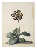 A Purple Variegated Auricula