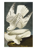 Iceland or Jer Falcon Gyrfalcon (Falco Rustiocolis)  from 'The Birds of America'
